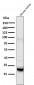 Anti-BNIP3 Rabbit Monoclonal Antibody